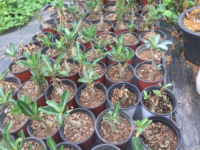 석화 - Adenium obesm, Adenium