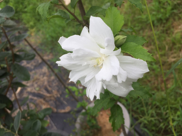 무궁화 - Rose of Sharon, Hibiscus syriacus L.