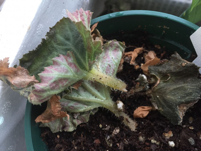꽃베고니아 - Wax Begonias, Begonia semperflorens