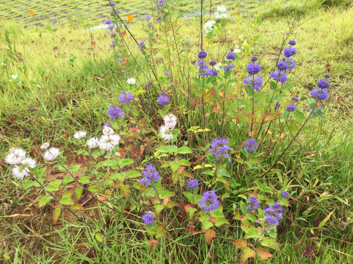 층꽃나무 - Bluebeard, Caryopteris incana (Thunb.) Miq.