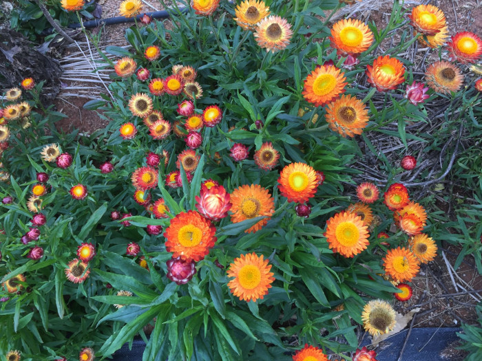 밀짚꽃 - straw flower, Helichrysum bracteatum