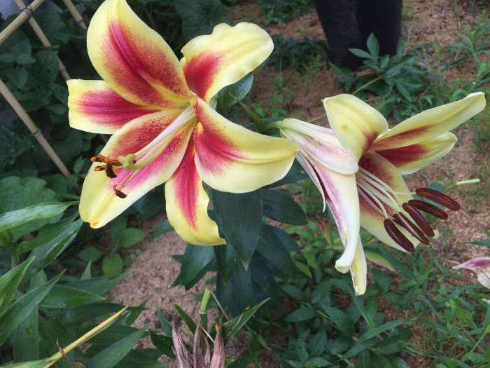 백합 - Lily, Lilium longiflorum Thunb.