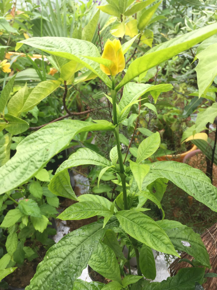 노란새우꽃 - Yellow shirmp plant, Pachystachys lutea Nees