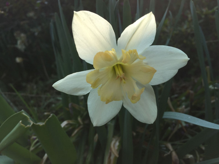 수선화 - daffodil, Narcissus tazetta var. chinensis