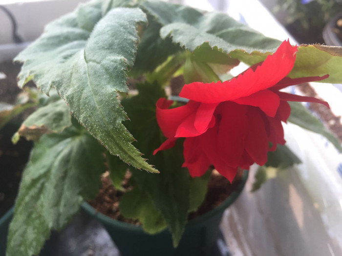 꽃베고니아 - Wax Begonias, Begonia semperflorens