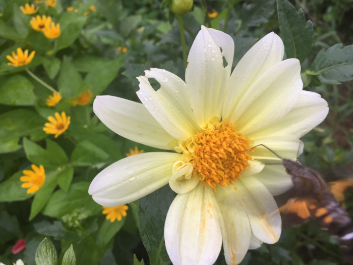 다알리아 - YELLOw BAIRD, Dahlia pinnata Cav.