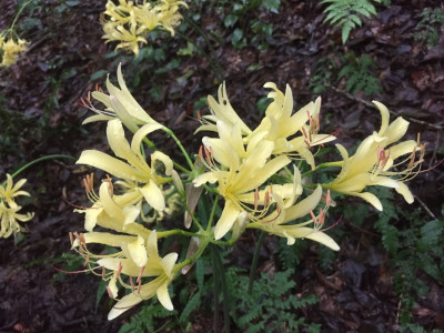 노랑상사화 사진 - Lycoris chinensis var. sinuolata K.H.Tae & S.C.Ko Photos