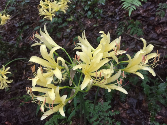 노랑상사화 - Lycoris chinensis var. sinuolata K.H.Tae & S.C.Ko