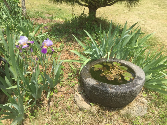 독일붓꽃 - German iris, Iris germanica L.