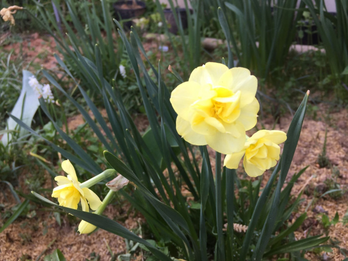 수선화 - daffodil, Narcissus tazetta var. chinensis