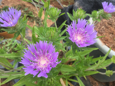 풍차국 사진 - Stokesia laevis Photos