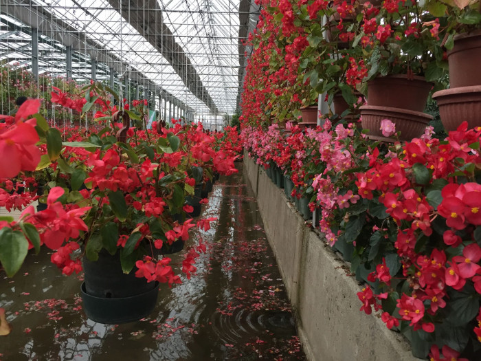 꽃베고니아 - Wax Begonias, Begonia semperflorens