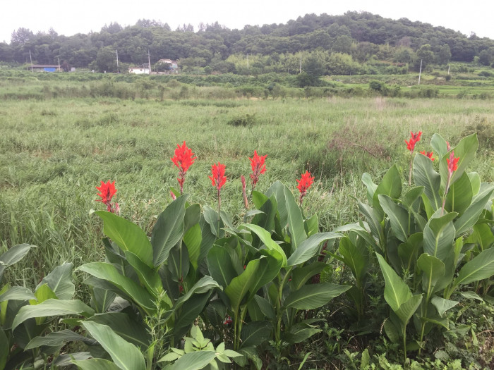 칸나 - Canna lily, Canna spp