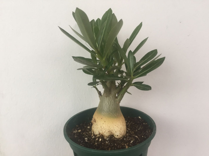 석화 - Adenium obesm, Adenium