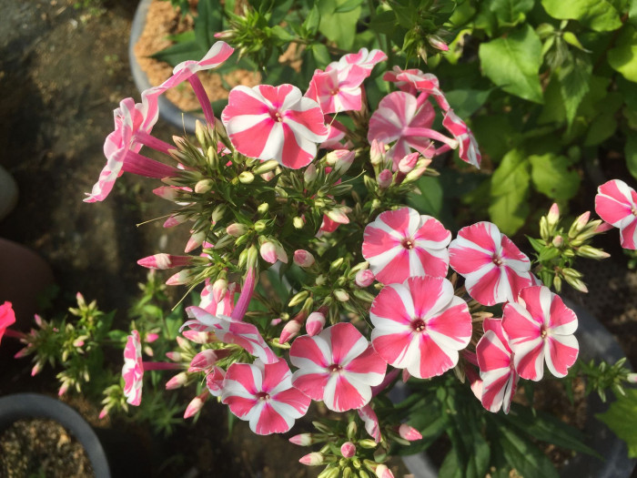 풀협죽도 - Phlox, Phlox paniculata