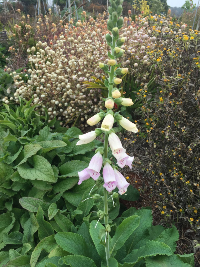 디기탈리스 - Digitalis, Digitalis purpurea L.