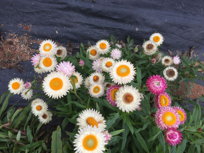 밀짚꽃 - straw flower, Helichrysum bracteatum