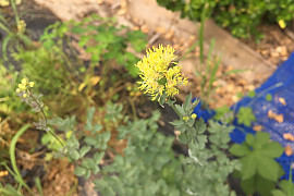 좀꿩의다리 - Thalictrum kemense var. hypoleucum (Siebold & Zucc.) Kitag.