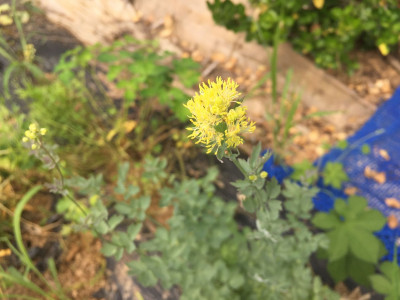 좀꿩의다리 사진 - Thalictrum kemense var. hypoleucum (Siebold & Zucc.) Kitag. Photos