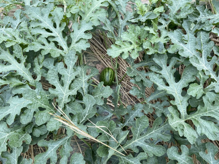 수박 - water emlon, Citrullus vulgaris Schrad.