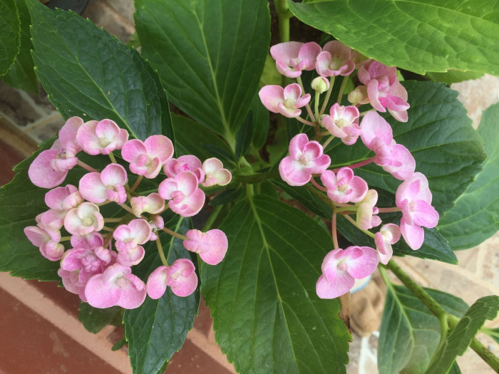 수국 - Hydrangea, Hydrangea macrophylla (Thunb.) Ser. for. otaksa (Siebold & Zucc.) E. H. Wilson