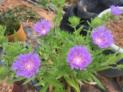 풍차국 사진 - Stokesia laevis Photos