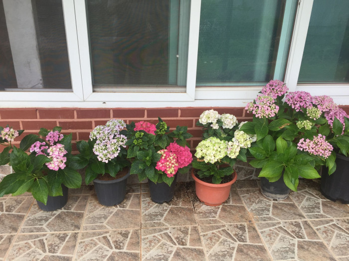 수국 - Hydrangea, Hydrangea macrophylla (Thunb.) Ser. for. otaksa (Siebold & Zucc.) E. H. Wilson