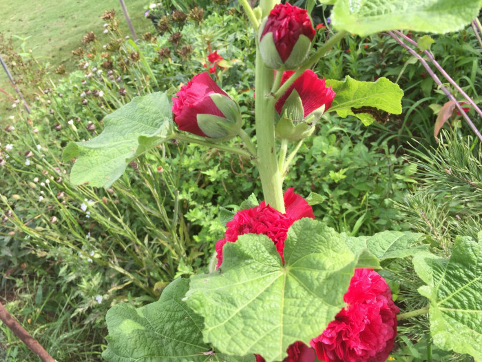 겹접시꽃 - Alcea rosea, Althaea rosea