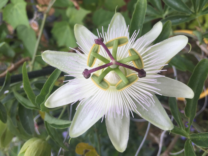 시계초 - passion flower, Passiflora caerulea