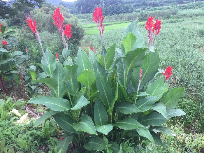 칸나 - Canna lily, Canna spp