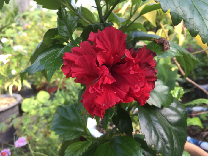 하와이무궁화 - hawaiian hibiscus, Hibiscus rosa-sinesis L.