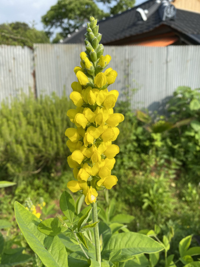 밥티시아 - False indico, Baptisia australis