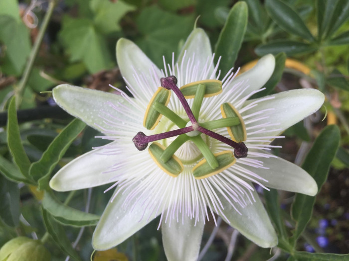 시계초 - passion flower, Passiflora caerulea