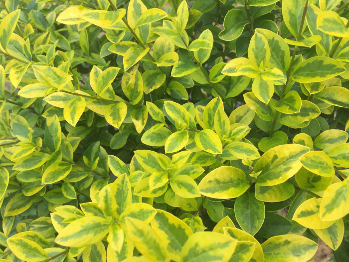 광나무 - Ligustrum japonicum Thunb. var. japonicum