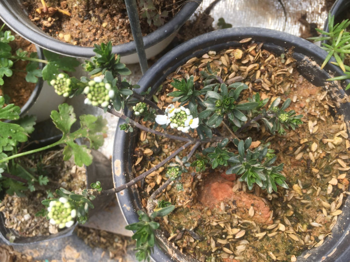 눈꽃 - Candytuft, Iberis sempervirens