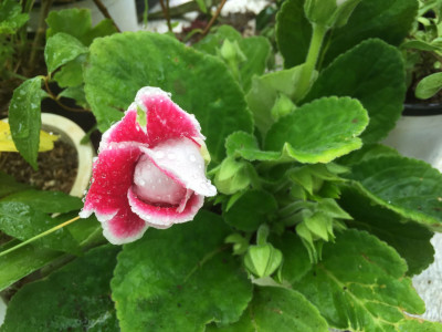 글록시니아 사진 - Sinningia speciosa Photos