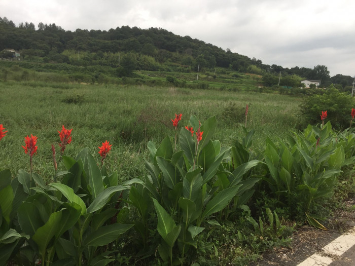 칸나 - Canna lily, Canna spp