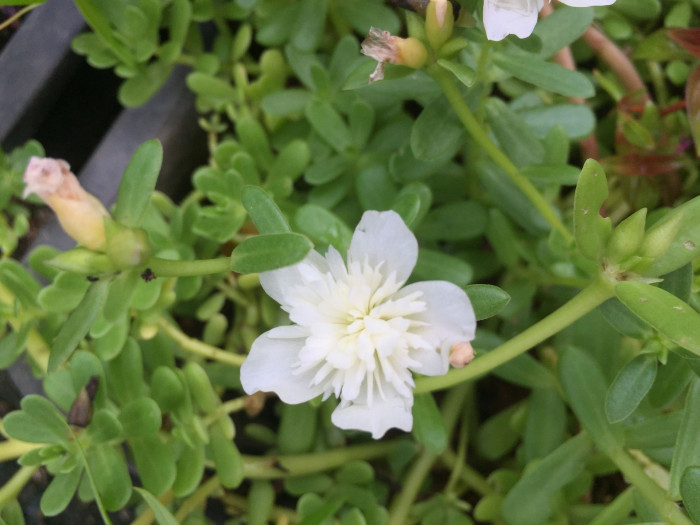 포테리카 - umbraticola, Portulaca umbraticola
