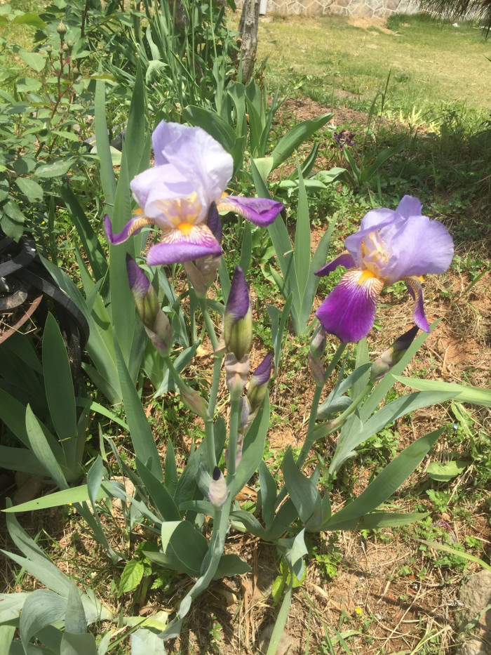 독일붓꽃 - German iris, Iris germanica L.