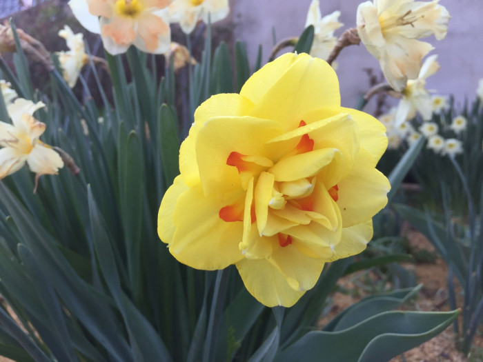 수선화 - daffodil, Narcissus tazetta var. chinensis
