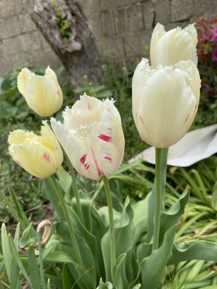 튤립 - Tulip, Tulipa gesneriana