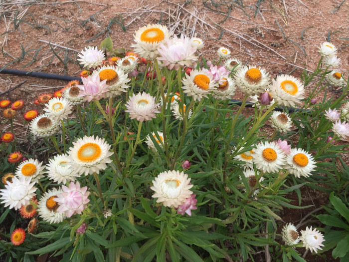 밀짚꽃 - straw flower, Helichrysum bracteatum