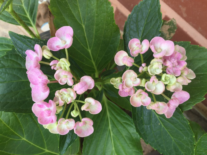 수국 - Hydrangea, Hydrangea macrophylla (Thunb.) Ser. for. otaksa (Siebold & Zucc.) E. H. Wilson