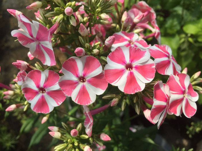 풀협죽도 - Phlox, Phlox paniculata