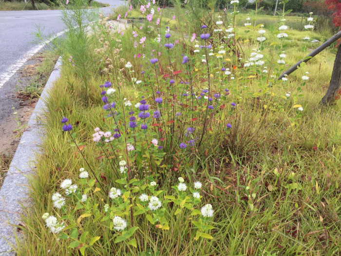 층꽃나무 - Bluebeard, Caryopteris incana (Thunb.) Miq.