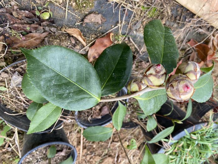 동백나무 - Camellia japonica L.