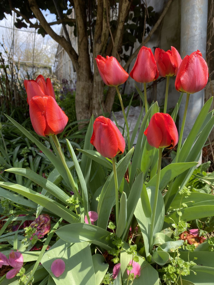튤립 - Tulip, Tulipa gesneriana