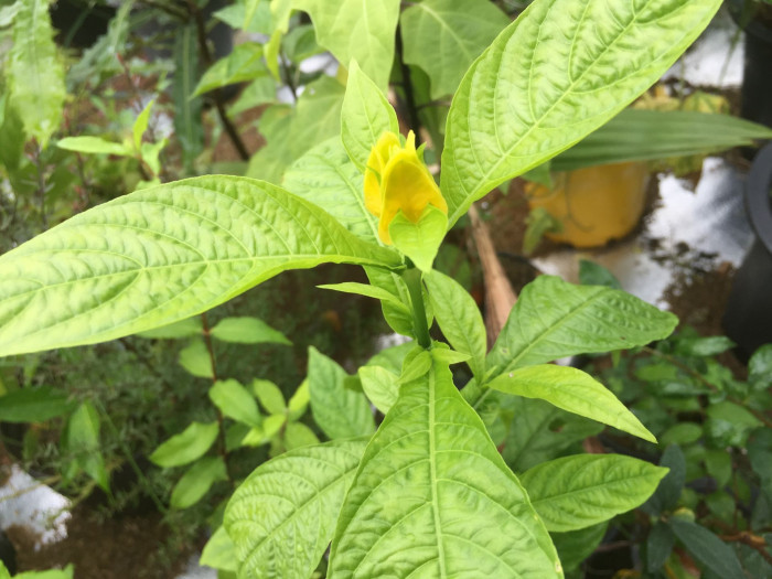 노란새우꽃 - Yellow shirmp plant, Pachystachys lutea Nees