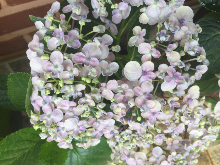수국 - Hydrangea, Hydrangea macrophylla (Thunb.) Ser. for. otaksa (Siebold & Zucc.) E. H. Wilson