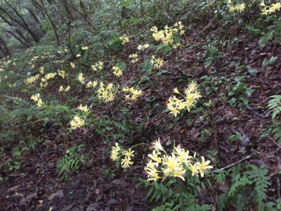 노랑상사화 사진 - Lycoris chinensis var. sinuolata K.H.Tae & S.C.Ko Photos